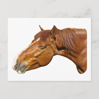 Gelukkig paard briefkaart