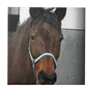 gelukkig paard tegeltje