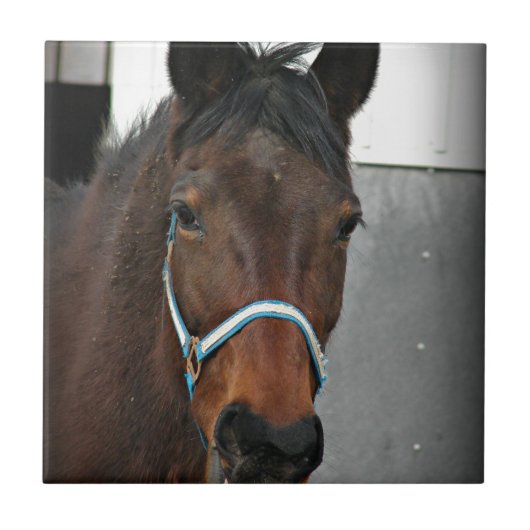 gelukkig paard tegeltje (Voorkant)