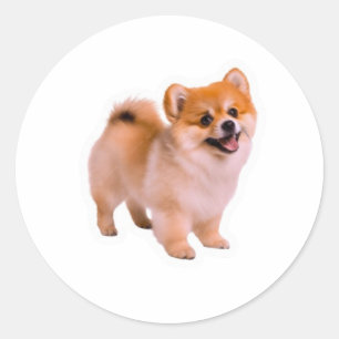 Gelukkig pluizige Pomeranian Puppy Sticker, Mooie Ronde Sticker