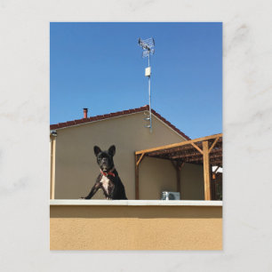 Gelukkig Schattige Frans Bulldog Briefkaart