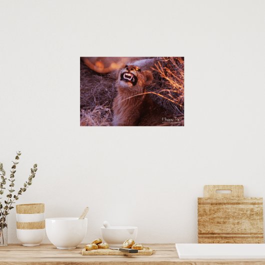 Gelukkig Tau, Lachende Leeuwenwelp Poster (Keuken)