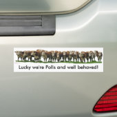 Gelukkig zijn we Poll Herefords Bumpersticker (Op auto)
