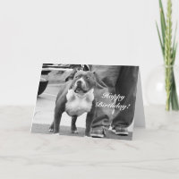 Gelukkige Amerikaanse Staffordshire Terrier van de