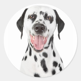 Gelukkige Dalmatische Puppy Dog Groet Stickers