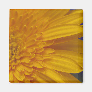 Gelukkige Gerber vierkante magneet