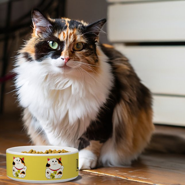 Gelukkige kat huisdier kom (Creator heeft geüpload)