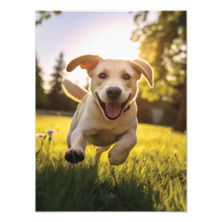 Gelukkige Labrador Puppy Running Foto Afdruk