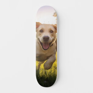 Gelukkige Labrador Puppy Running Skateboard