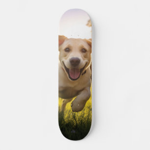 Gelukkige Labrador Puppy Running Skateboard