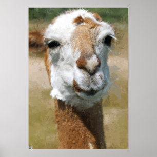 Gelukkige lama, schilder effect poster