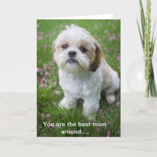 Gelukkige Moederdag van Edie de Shih Tzu Kaart