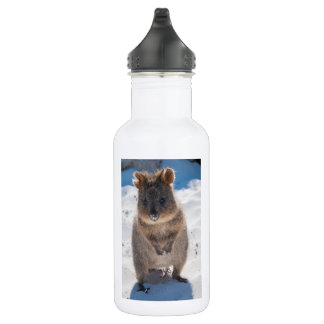 Gelukkige Quokka op het strand in Australië, wit Waterfles