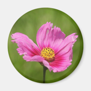 Gelukkige Roze Cosmos Bloem Magneet