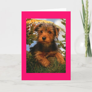 Gelukkige Verjaardag Airedale Terrier Puppy Dog Ka Kaart