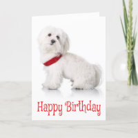Gelukkige Verjaardag Bichon Frise Puppy Dog Rood &