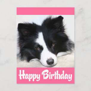 Gelukkige Verjaardag Border Collie Puppy Hond Briefkaart