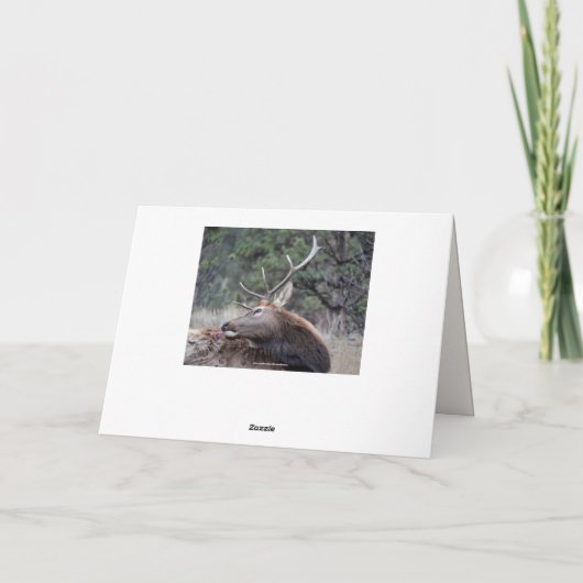 Gelukkige verjaardag, Bull Elk Bugling Kaart (Achterkant)