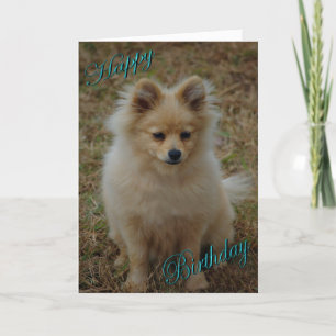 Gelukkige Verjaardag Hond Pommerse Verjaardag wens Kaart