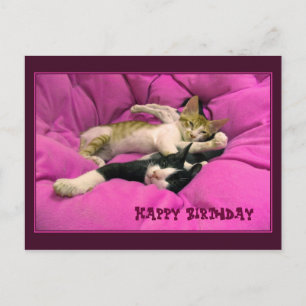 Gelukkige Verjaardag schattige katten Briefkaart