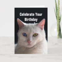 Gelukkige Verjaardag Turkse Angora Cat