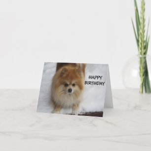 GELUKKIGE VERJAARDAG, ZEGT DE POMERANIAAN KAART