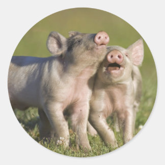 Gelukkige Witte Biggen Romping in Veld Ronde Sticker