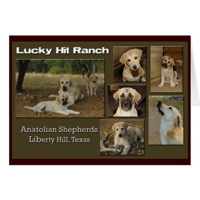 geluksverkolling (Voorkant Horizontaal)