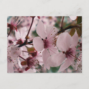 Gelukzalige Bloesems Briefkaart