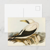 Gemaskerde Gannet door Elizabeth Gould Briefkaart (Voorkant / Achterkant)