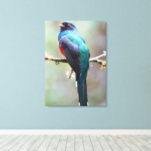 Gemaskerde Trogon Canvas Afdruk (Insitu (Houten vloer))