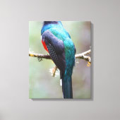 Gemaskerde Trogon Canvas Afdruk (Voorkant)