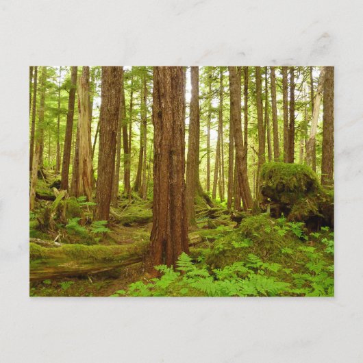 Gematigd regenwoud van Alaska Briefkaart (Voorkant)