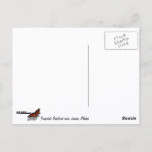 Gematigd regenwoud van Alaska Briefkaart (Achterkant)