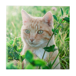 Gemberkat met groene ogen in gras tegeltje