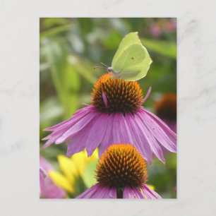 Gemeenschappelijke Brimstone Butterfly op Flower D Feestdagenkaart