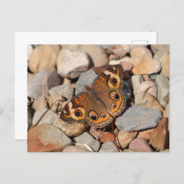 Gemeenschappelijke Buckeye Butterfly op River Rock Briefkaart