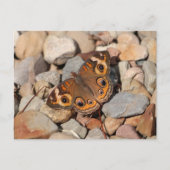 Gemeenschappelijke Buckeye Butterfly op River Rock Briefkaart (Voorkant)