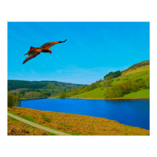 Gemeenschappelijke buizerd in vlucht over Ladybowe Perfect Poster