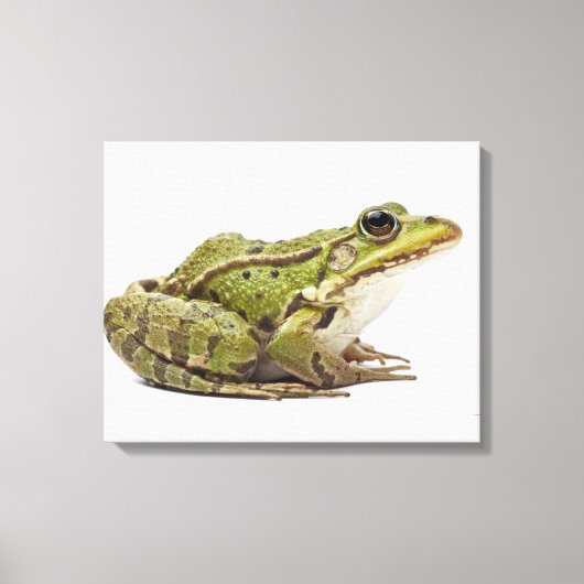 Gemeenschappelijke Europese kikker of eetbare kikk Canvas Afdruk (Voorkant)