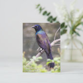 Gemeenschappelijke Grackle Briefkaart (Staand voorkant)