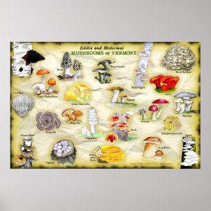 Gemeenschappelijke namen Poster Paddestoelen van V