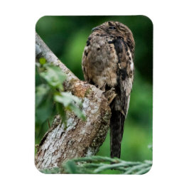 Gemeenschappelijke Potoo Kleine Magneet