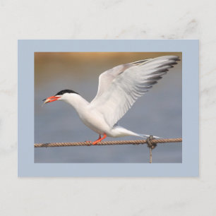 Gemeenschappelijke Stern Briefkaart