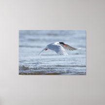Gemeenschappelijke stern natuur foto canvas print