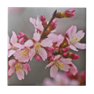 Gemeentte roze Japanse Cherry Blossom Tile Tegeltje