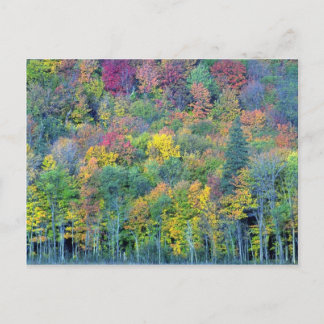 Gemengd bos, Gatineau Park, Quebec, Cana Briefkaart
