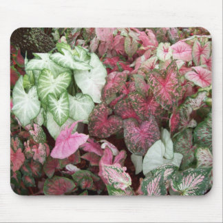 Gemengde Caladiums Muismat