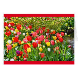 Gemengde tulpen