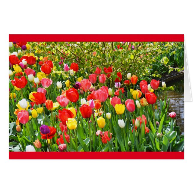 Gemengde tulpen (Voorkant Horizontaal)